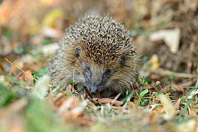 哔哩哔哩游戏大赏颁奖之夜震撼来袭！独家新游资讯一网打尽